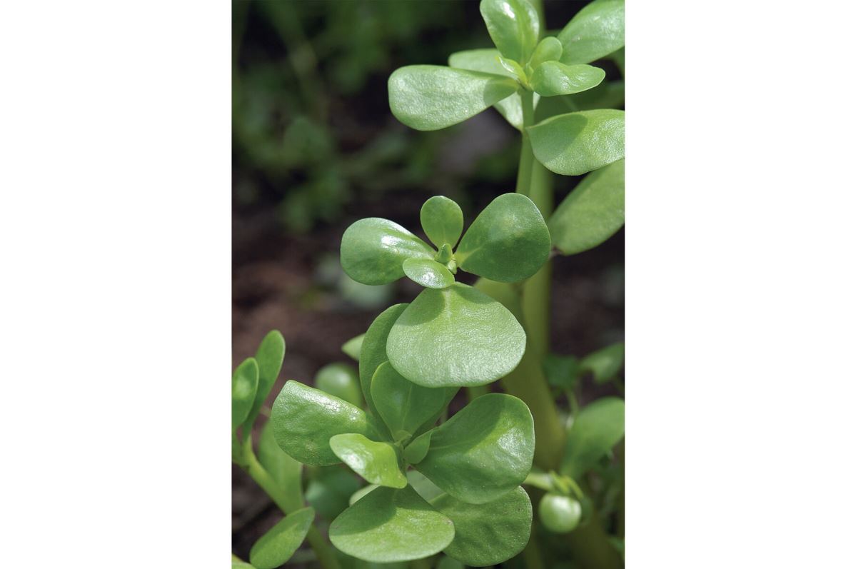 Goldberg Golden Purslane – Green Seed